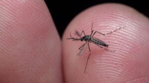 Sivrisinekler'den kurtulmanın basit yolları nelerdir ?