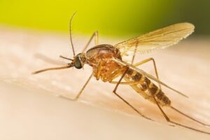 Sivrisinekler'den kurtulmanın basit yolları nelerdir ?