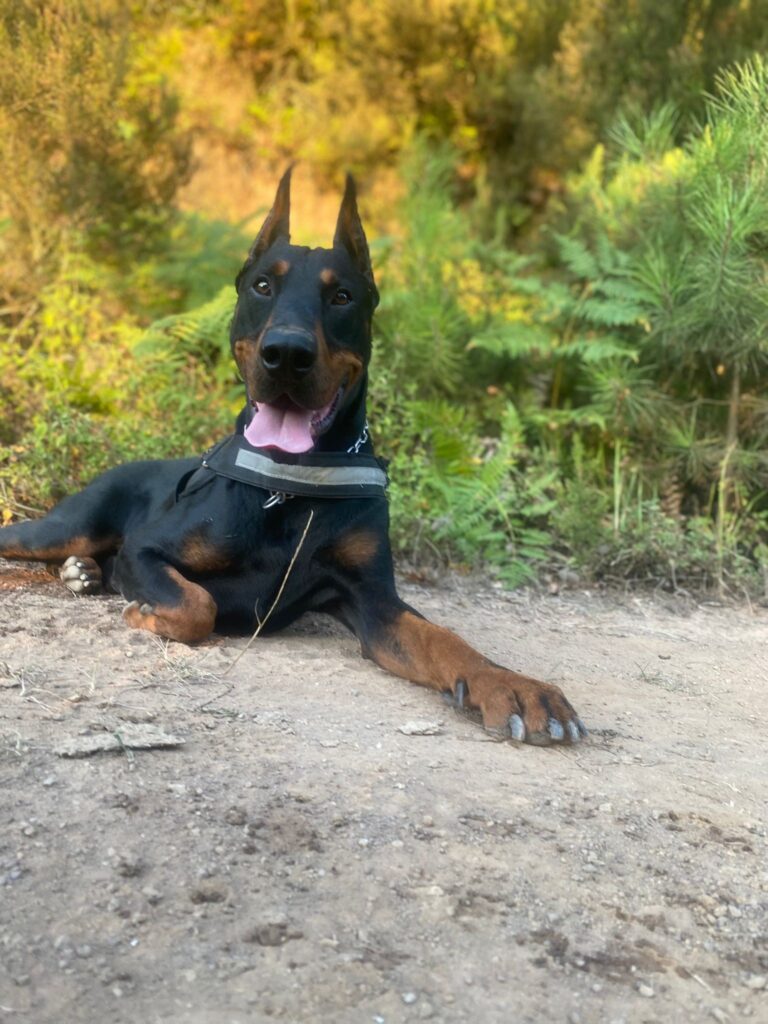 Doberman Özellikleri ve Bakımı -Merak Ettikleriniz dobermanlar.net