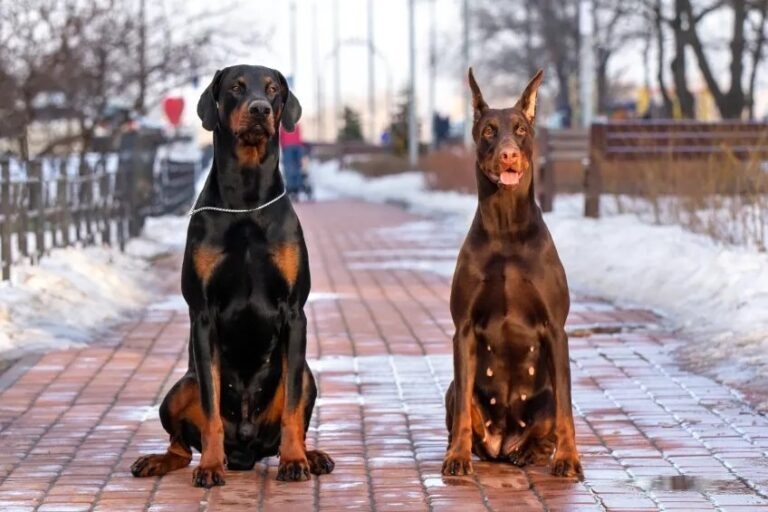 Doberman Özellikleri ve Bakımı -Merak Ettikleriniz 